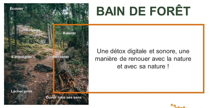 image - Bain de Forêt 