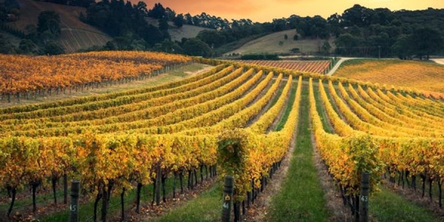 image - Wijnproeven De wijngebieden van Australië