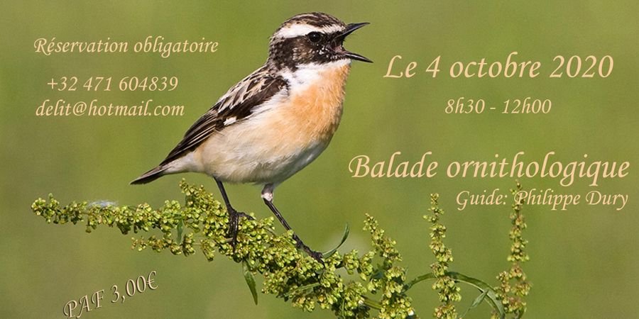 image - Balade ornithologique