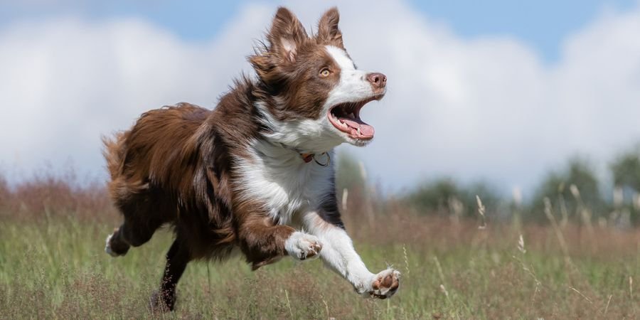 image - Atelier d'apprentissage de la photographie de chiens en action