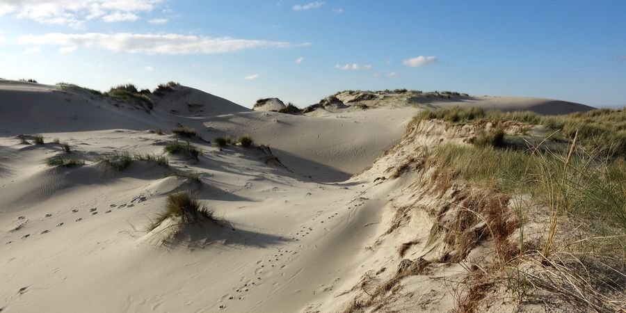 image - Voices of the Dunes + roundtable discussion