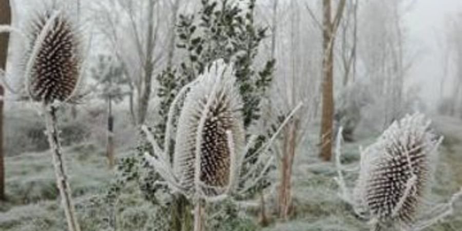 image - Winterwandeling in Breucq, een landelijke en bosrijke buurt in het oosten van Ronse