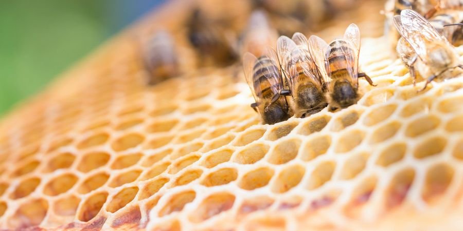 image - Du miel et des abeilles