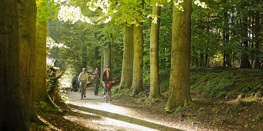 image - Rencontre Bruxelloise, arbres et nature en ville