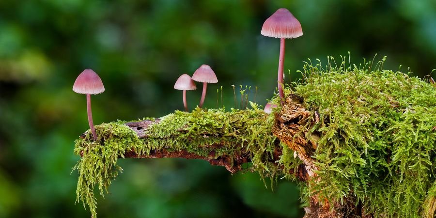 image - balade champignons