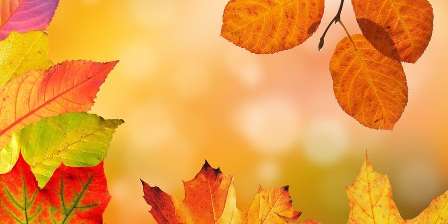 image - stage Les couleurs de l'automne (pour les 6-9 ans)