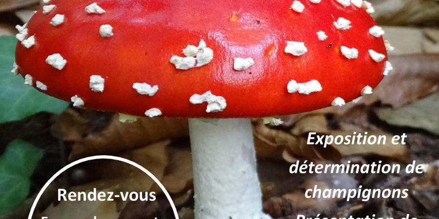 image - Balades et expositions de champignons et lichens