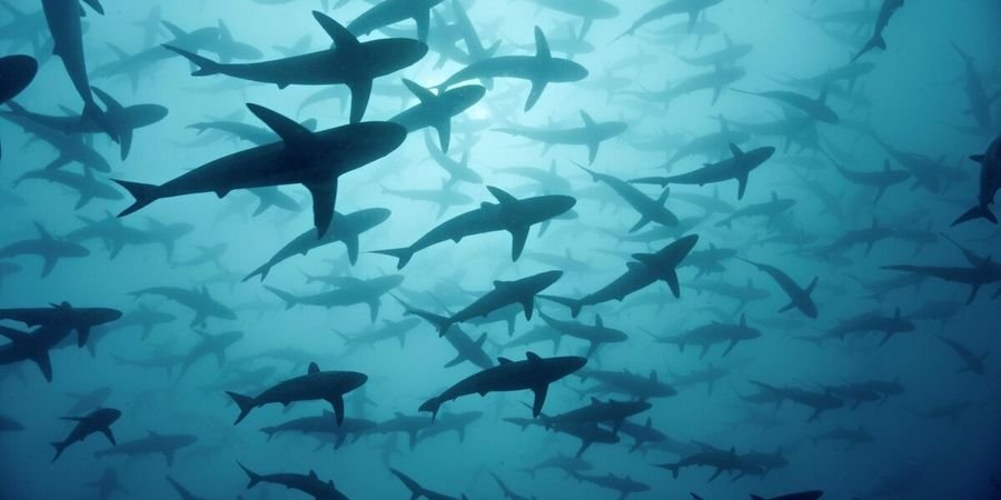 image - Cinquante nuances de requins + Big Bend, la frontière sauvage de l'Amérique