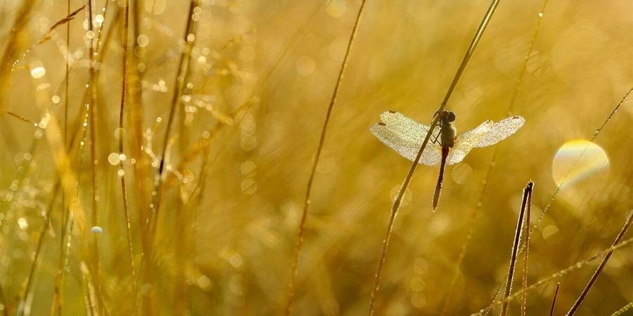 image - L'appel des libellules + Paysans sentinelles