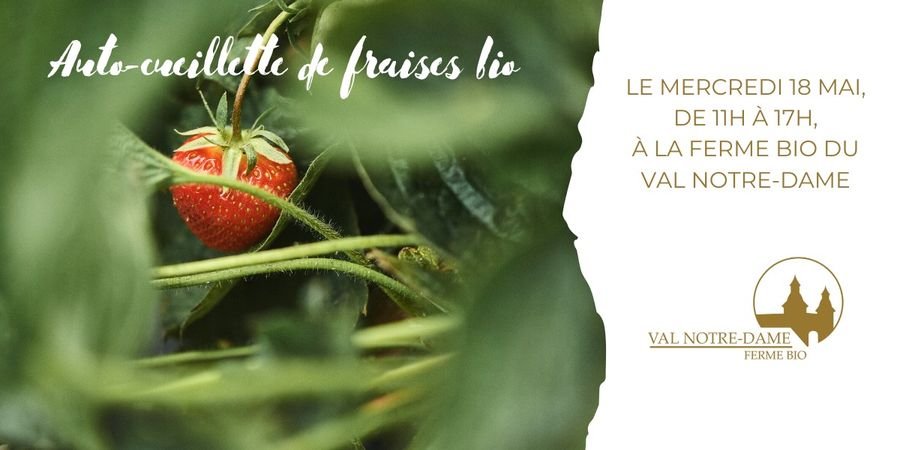 image - Journée d'auto-cueillette de fraises bio