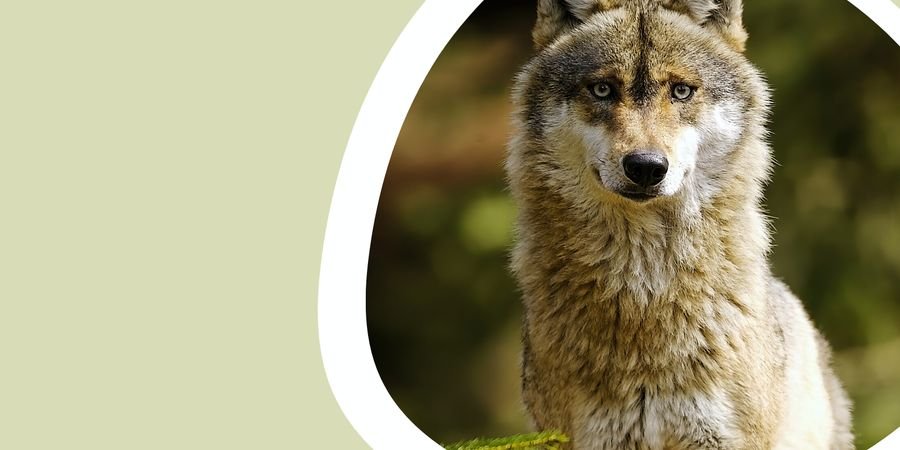 image - Le loup