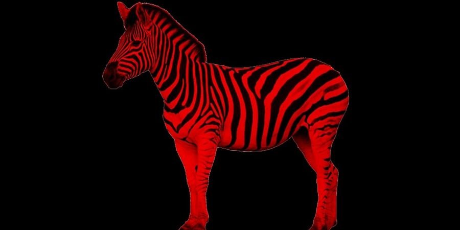 image - Red Zebra
