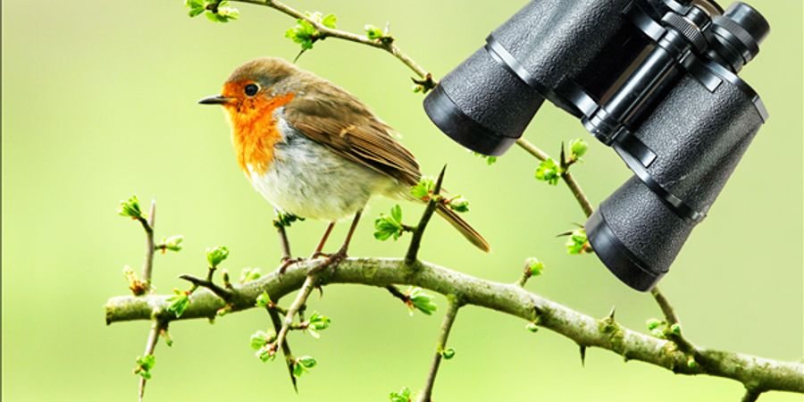 image - Begeleide wandeling: Vogels spotten voor beginners