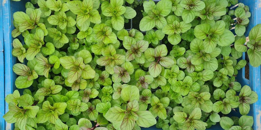 image - Boutures et divisions, multipliez vos plantes aromatiques.