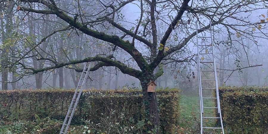 image - Taille de restauration de vieux fruitiers