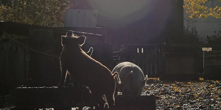image - New pigs on the block buurtcinema