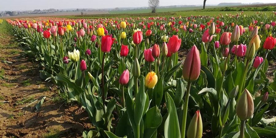 image - Les Fleurs à couper