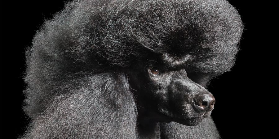 image - L'Impressario de Smyrne - Scènes de la vie d'opéra