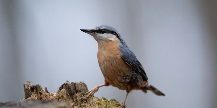 image - Les oiseaux en milieu forestier - balade familiale