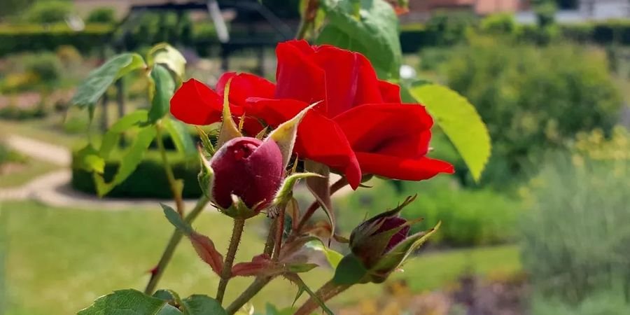 image - Jardins fleuris du château des ducs d'Havré - Jardin remarquable de Wallonie