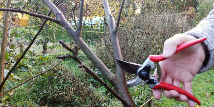 image - Cycle : Fruitiers et petits fruits au fil des saisons