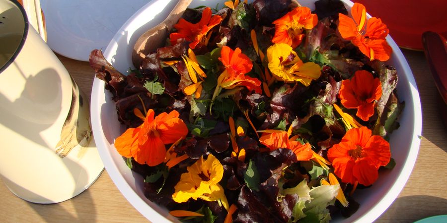 image - Cuisine de plantes sauvages