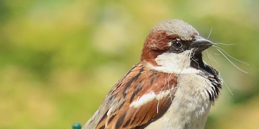 image - Le printemps des moineaux - Conférence
